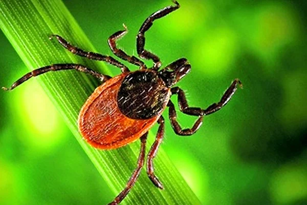 В правительстве обсудили подготовку к эпидемическому сезону по клещевым инфекциям