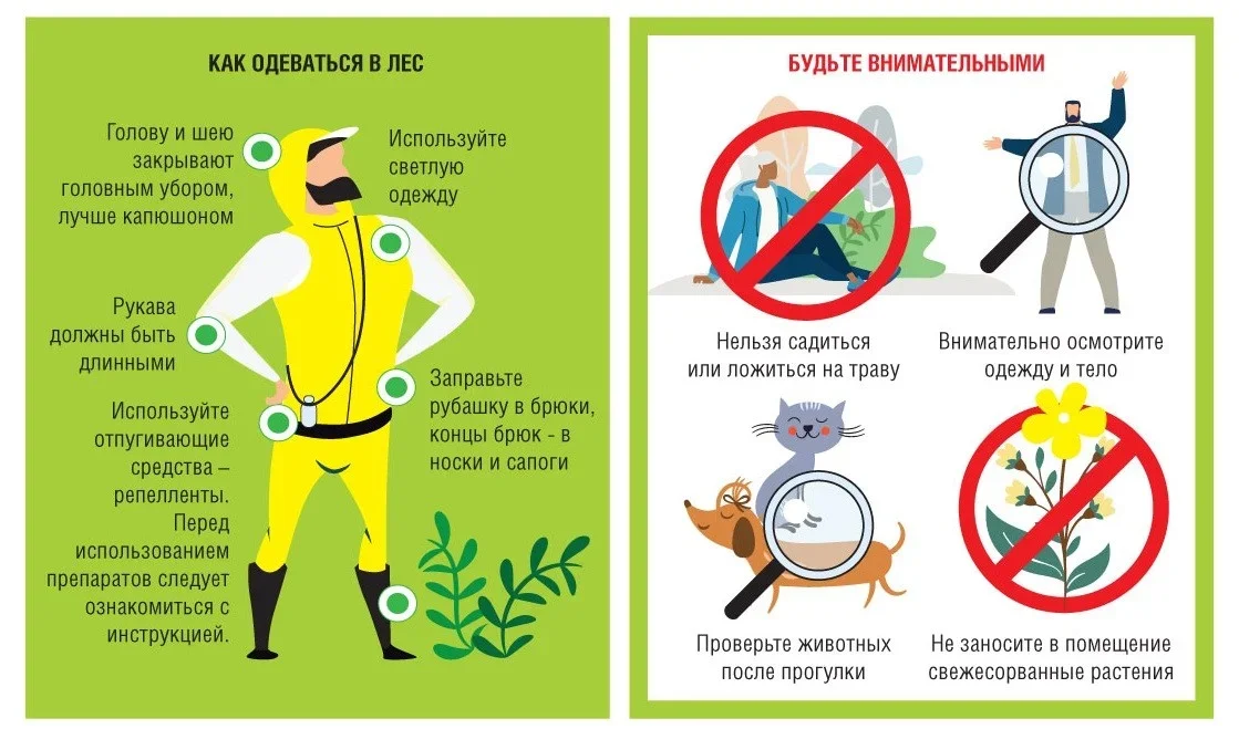 Что делать, если вас укусил клещ?