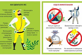 Что делать, если вас укусил клещ?