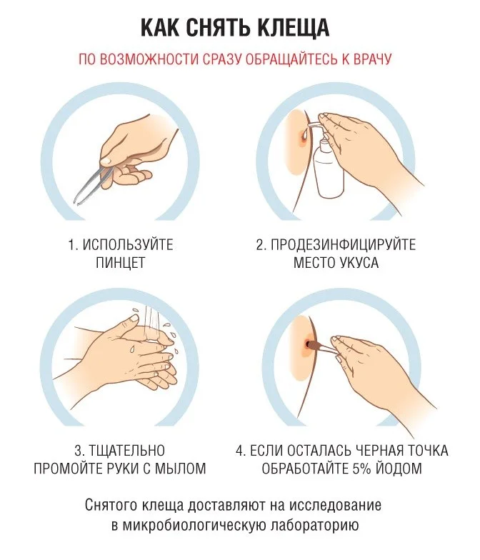 Как защитить ребёнка от клещей?